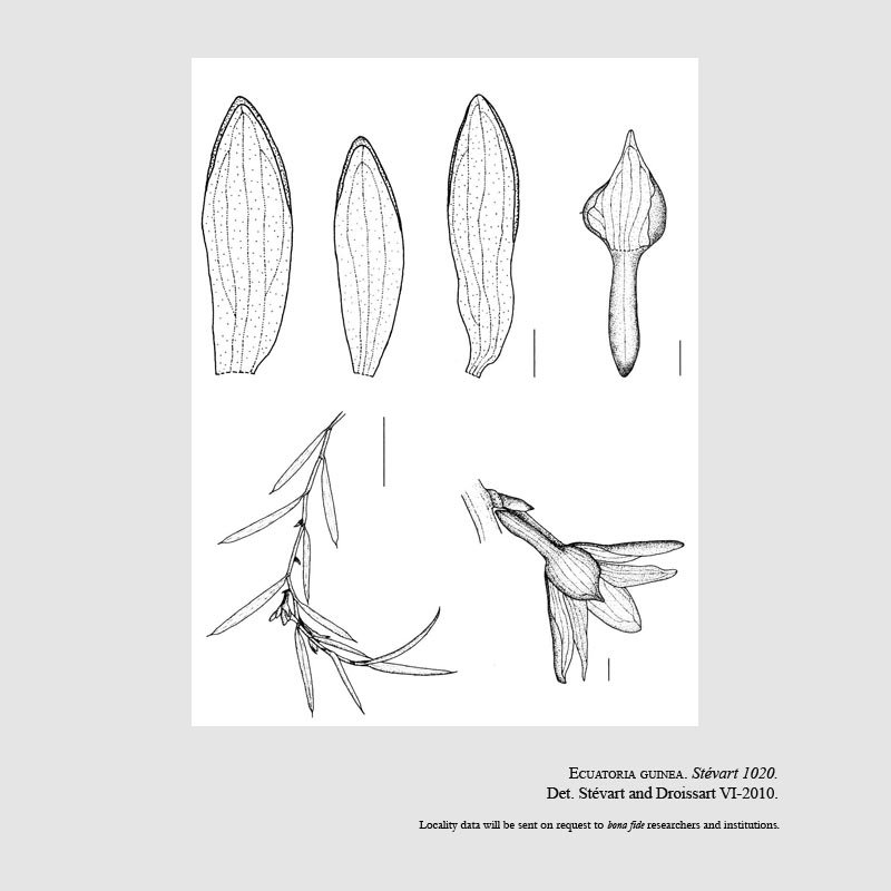 Angraecum atlanticum